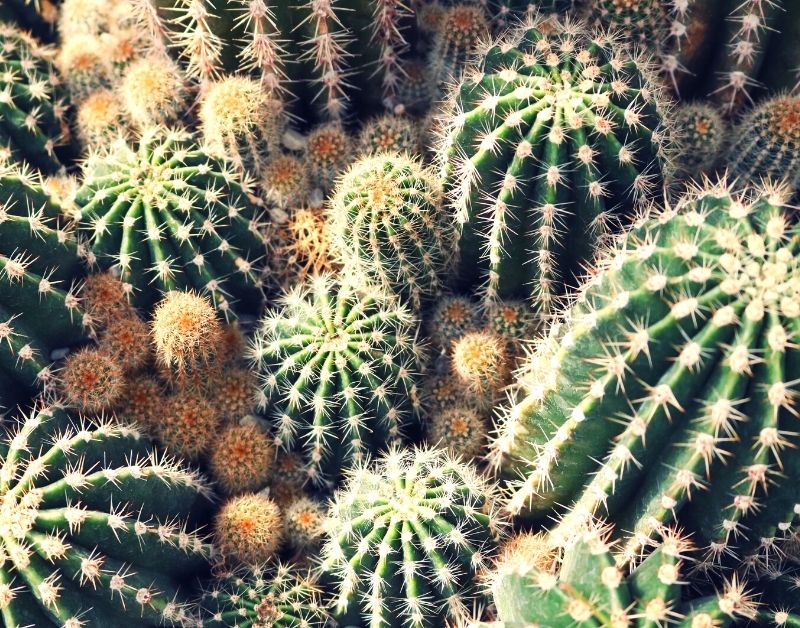 best plants to grow for seniors - Cacti https://organicgardeningeek.com