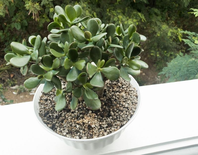 best plants to grow for 60+ Jade plant https://organicgardeningeek.com