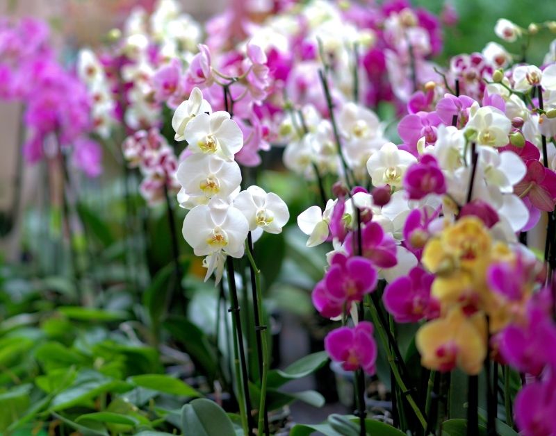 Growing Orchids by elderly people https://organicgardeningeek.com