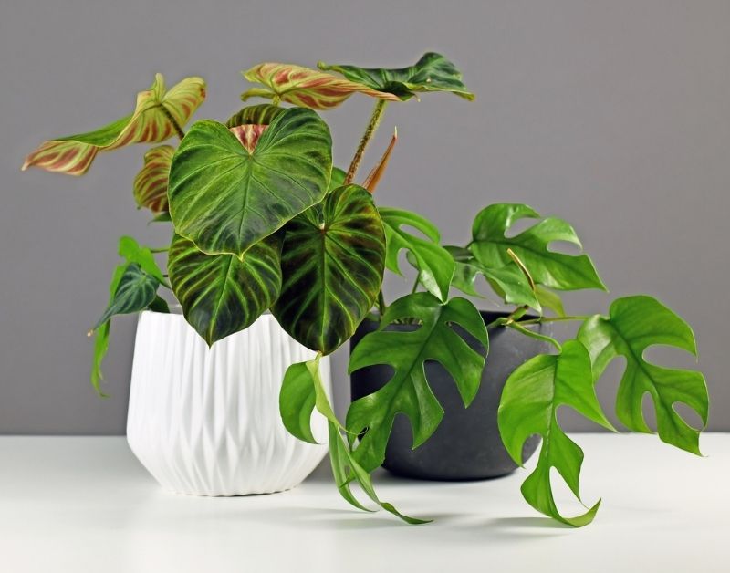 indoor plants for elderly - Philodendron https://organicgardeningeek.com