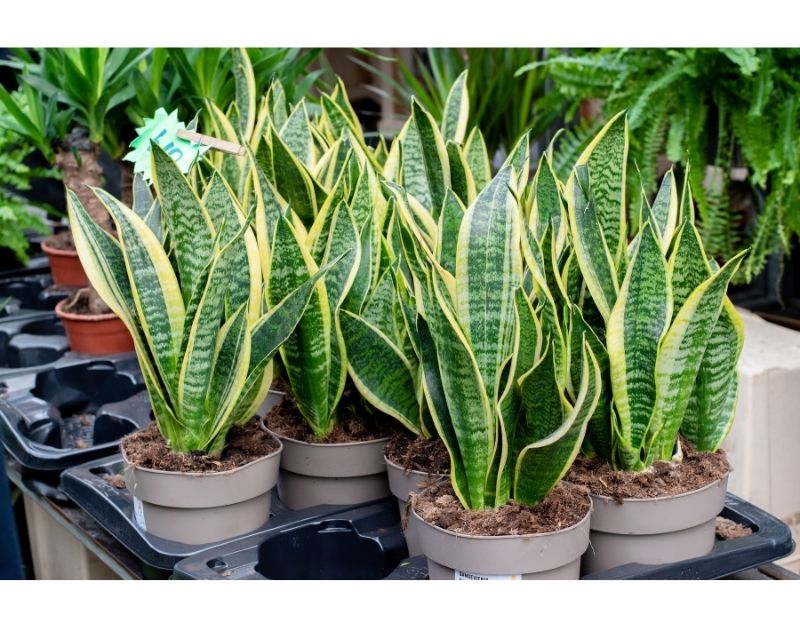 easiest to grow plants for seniors - Snake plant https://organicgardeningeek.com