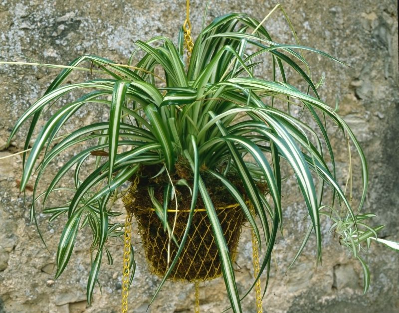 The list of 10 plants senior people can easily grow - Spider plant https://organicgardeningeek.com