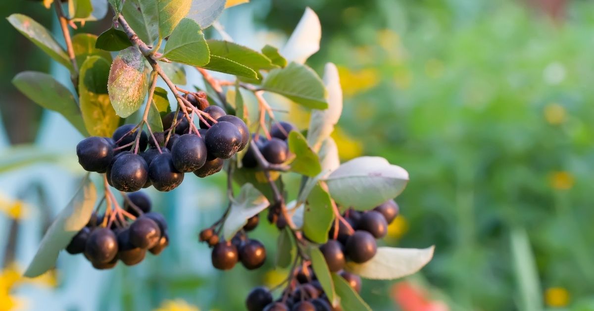 You are currently viewing How To Grow Black Chokeberry (Aronia melanocarpa), Plant & Care Guide 101