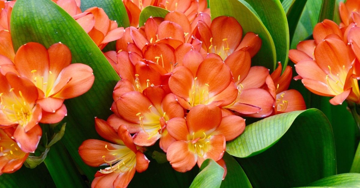 Clivia miniata propagation - Fire lily https://organicgardeningeek.com