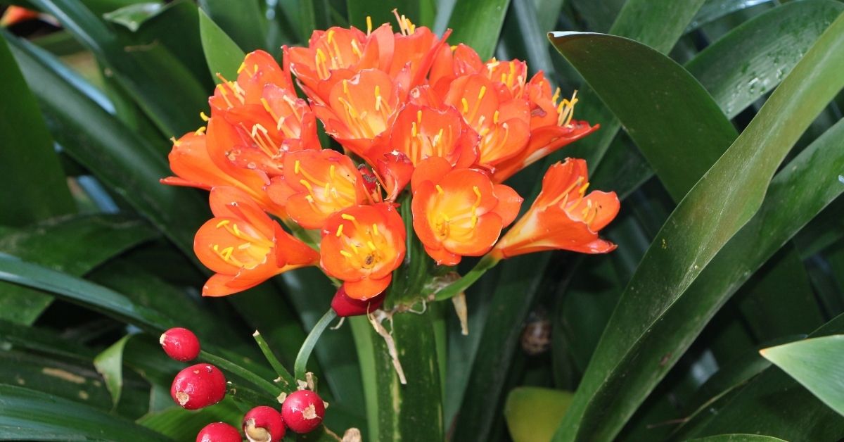 Read more about the article How to Grow & Care Clivia Miniata? (Fire Lily)