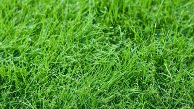 how to grow fescue grass https://organicgardeningeek.com