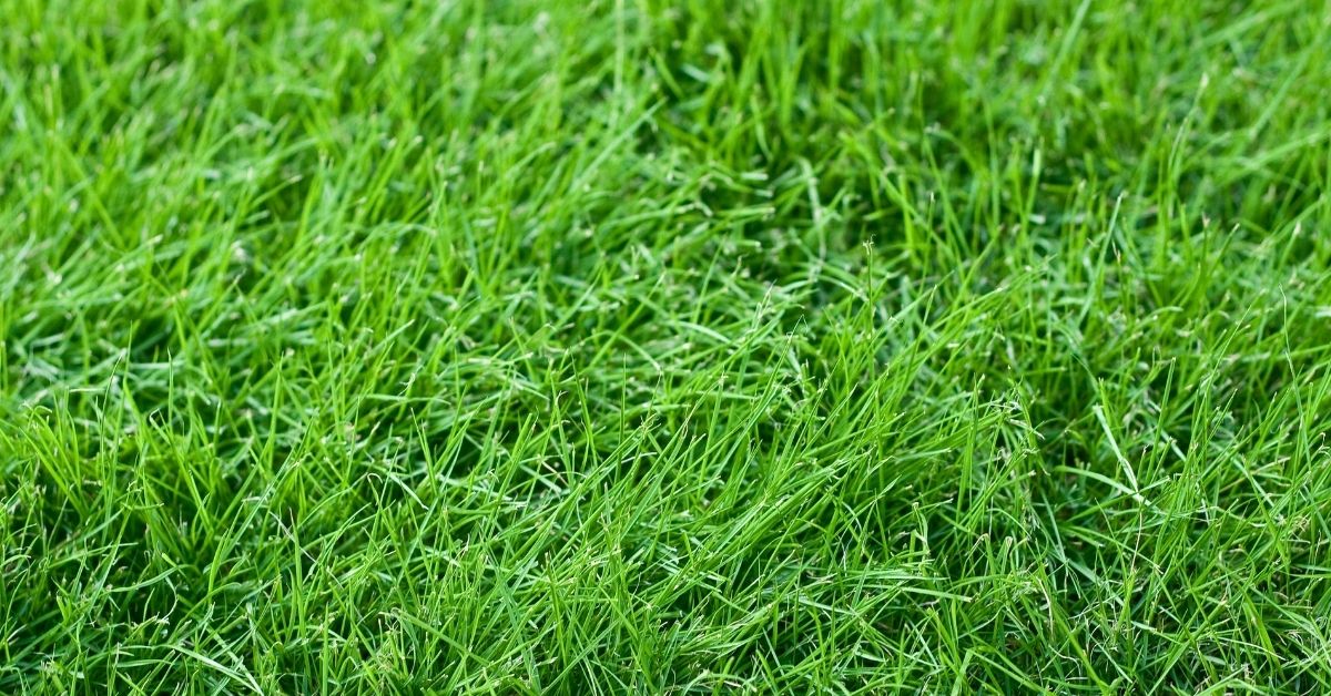 how to grow fescue grass https://organicgardeningeek.com