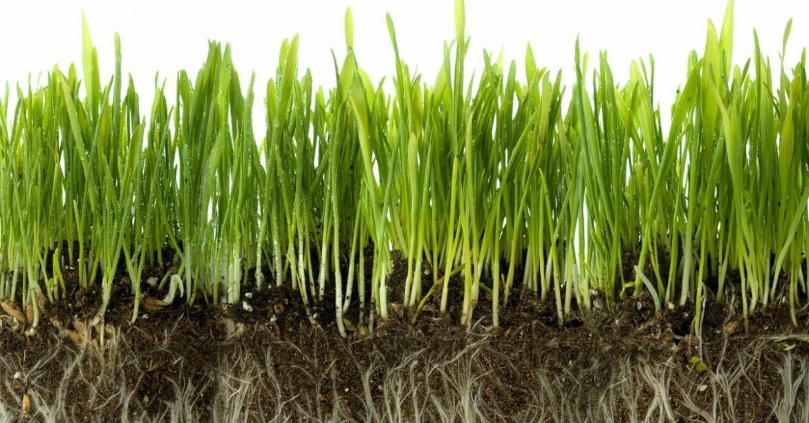 Fescue Grass 101 Ultimate Guide On Growing Tall Fescue Grass And Fine Fescue Grass 1083