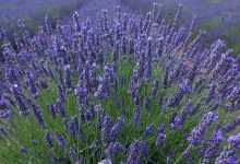 Growing Great Lavenders | https://organicgardeningeek.com