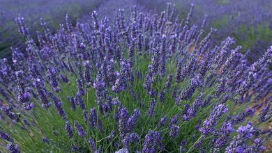Growing Great Lavenders | https://organicgardeningeek.com