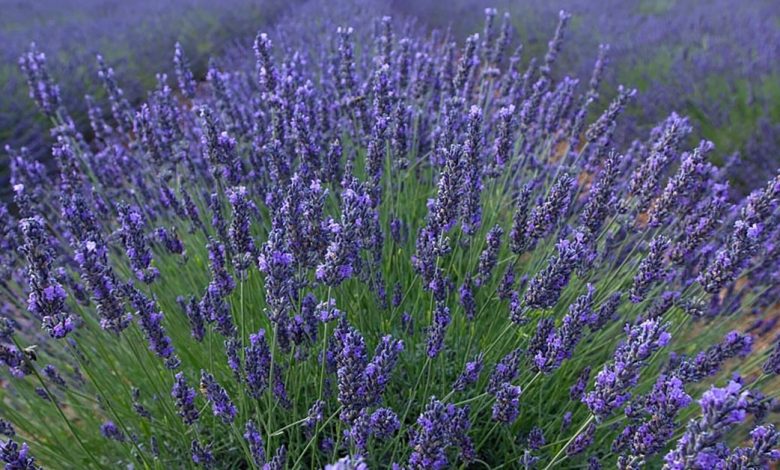 Growing Great Lavenders