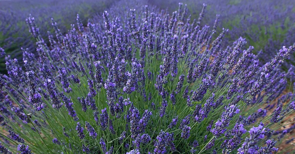You are currently viewing Growing Great Lavenders – A Lavender Ebook That You Wouldn’t Want To Miss
