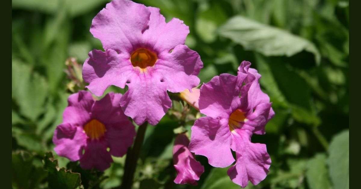 You are currently viewing How to plant Incarvillea delavayi (Chinese Trumpet Flower)?