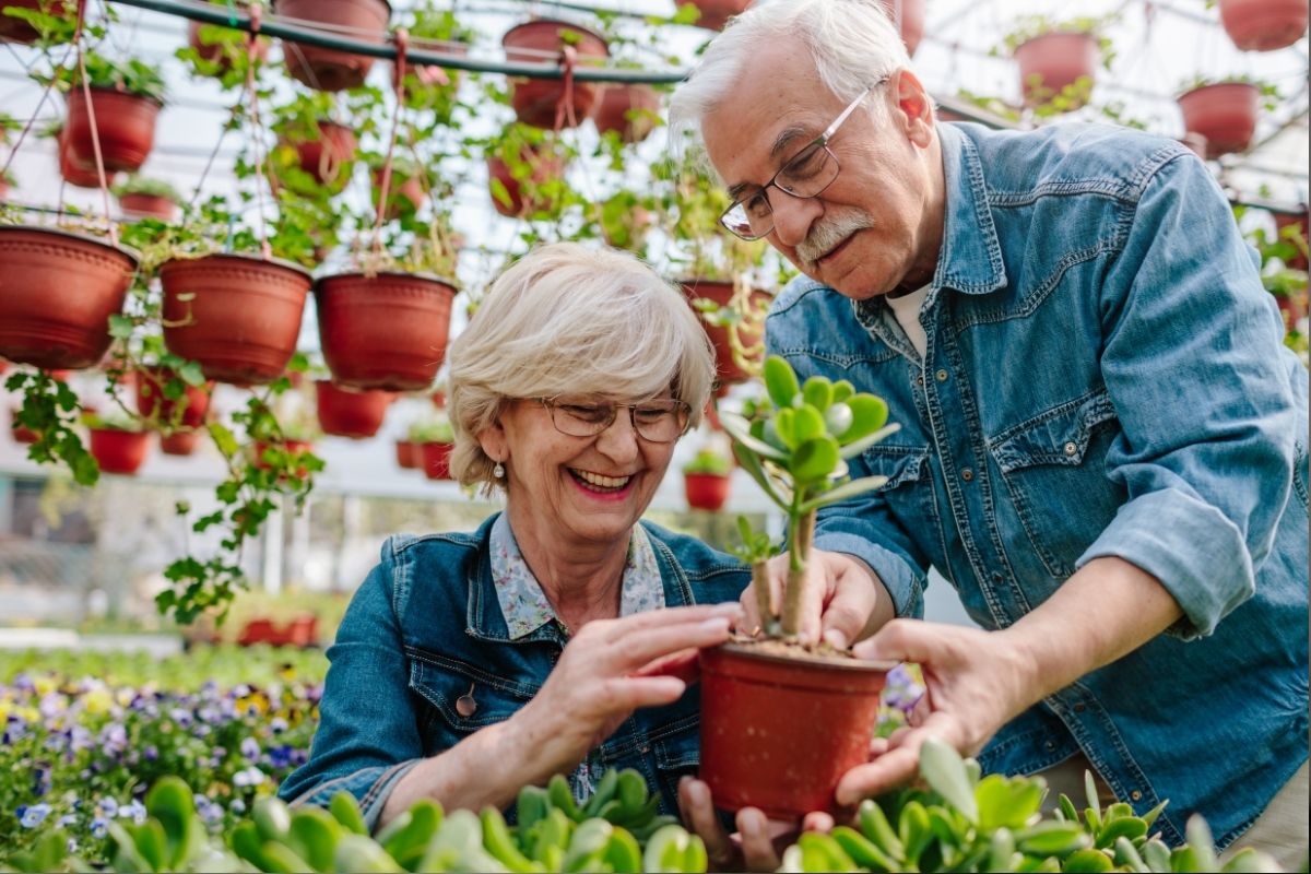 The best plants to grow for senior people https://organicgardeningeek.com