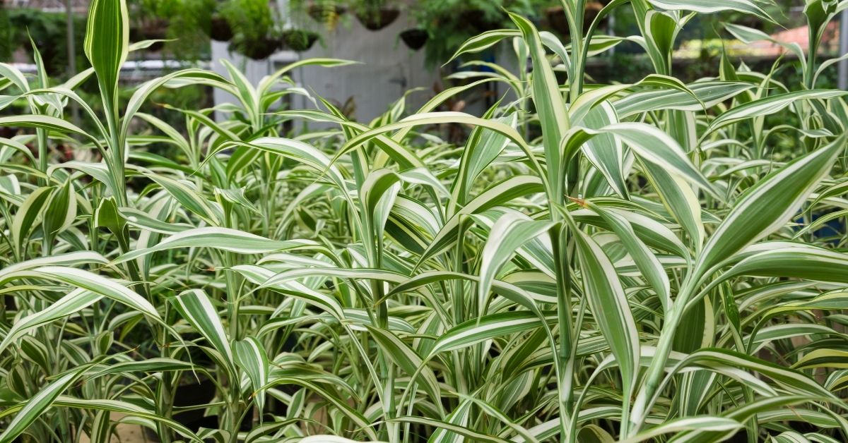 How to Care for Spider Plants If You Have Cats https://organicgardeningeek.com