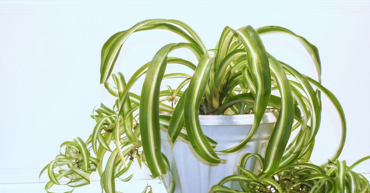 are spider plants poisonous to cats or humans? https://organicgardeningeek.com