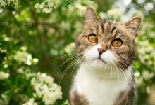 how to keep cats away from spider plants https://organicgardeningeek.com