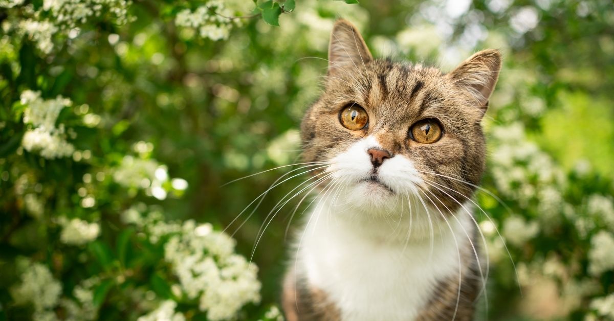 You are currently viewing How to Keep Cats Away From Spider Plants At Home?