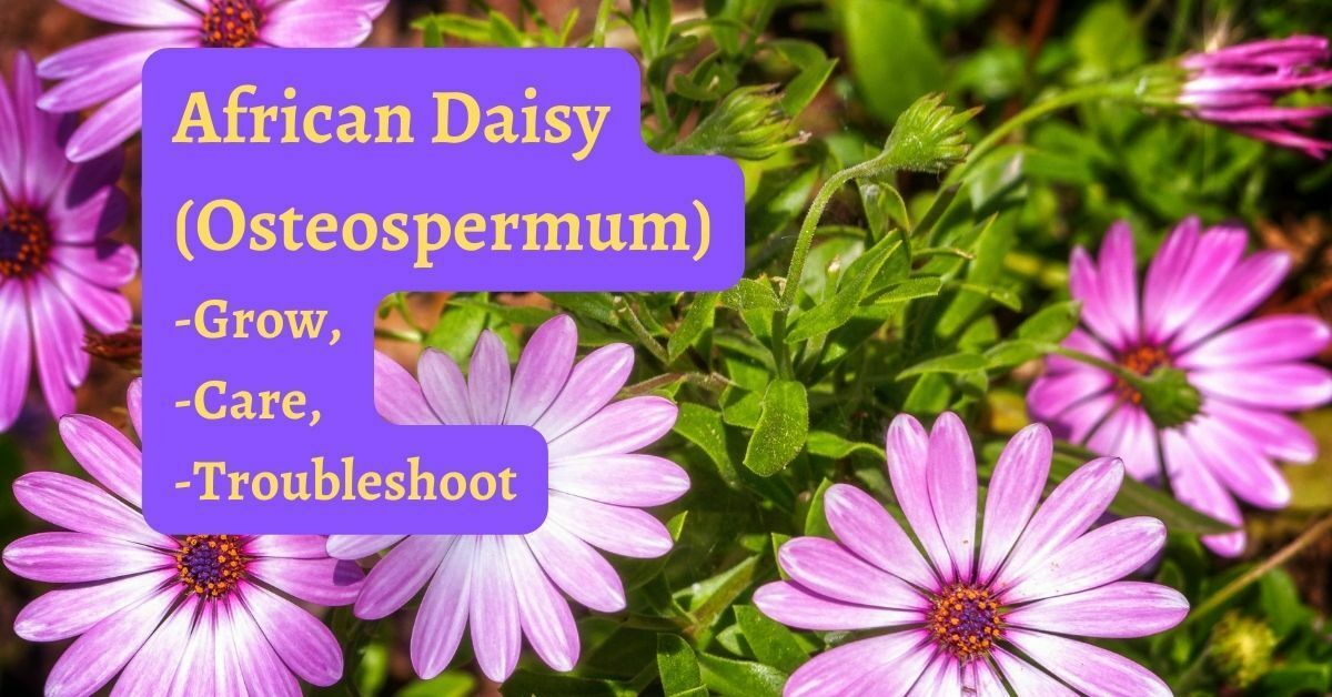AfricanDaisy (Osteospermum) Grow Care - https://organicgardeningeek.com