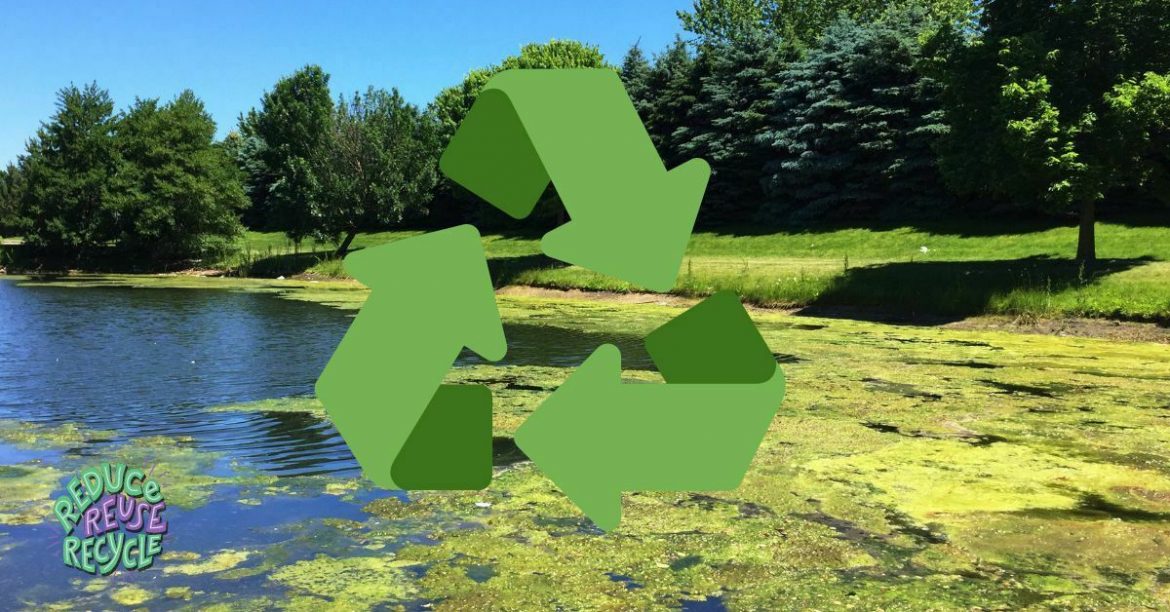 How Will Growing Algae Reduce The Carbon Dioxide Emissions?