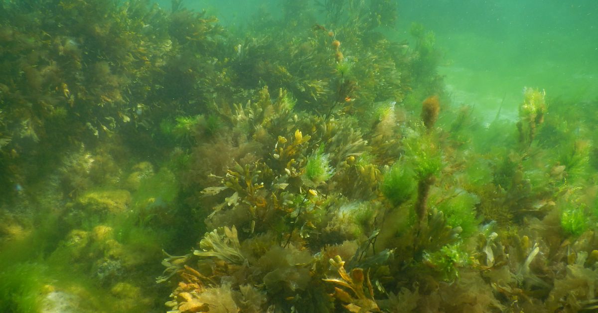 do algae produce oxygen - How can we cut CO2 emissions even more? https://organicgardeningeek.com
