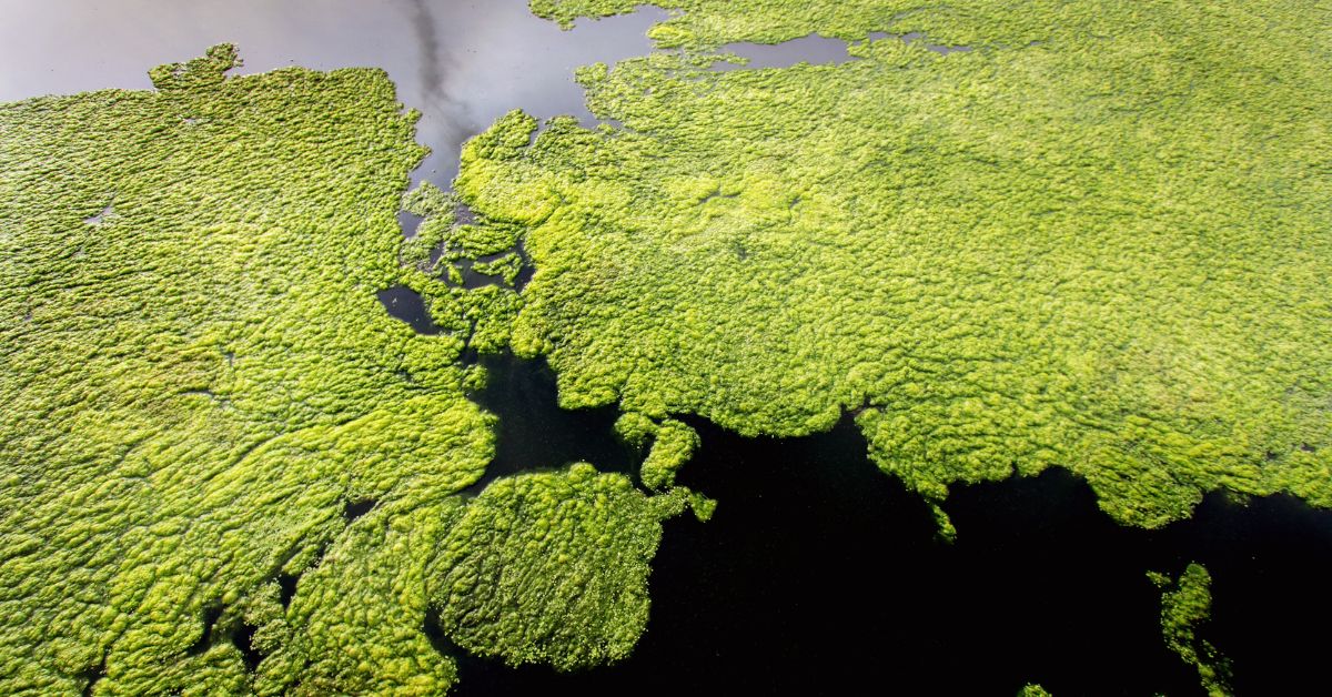 How Will Growing Algae Reduce The Carbon Dioxide Emissions? https://organicgardeningeek.com