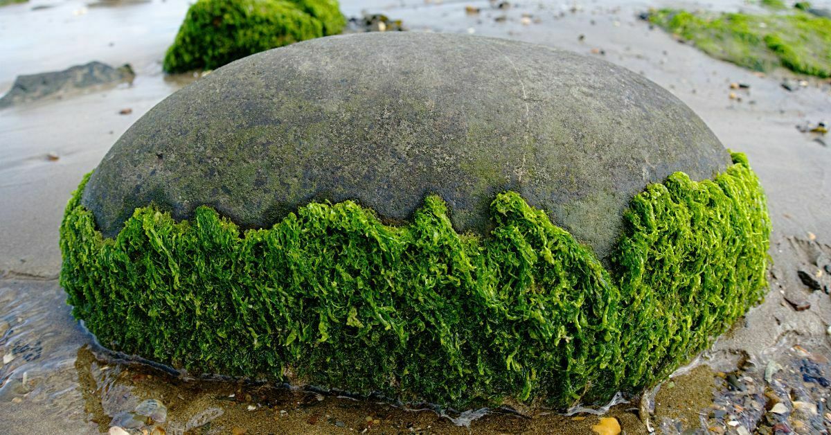 Algae as carbon sequestration https://organicgardeningeek.com