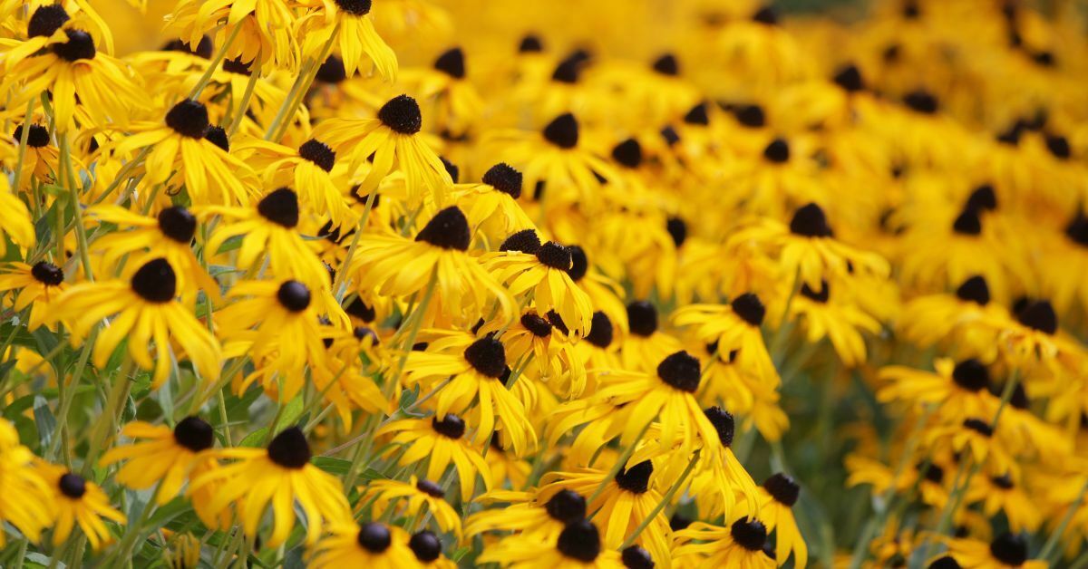 Flowers To Grow In July - Black-Eyed Susans (Rudbeckia) https://organicgardeningeek.com