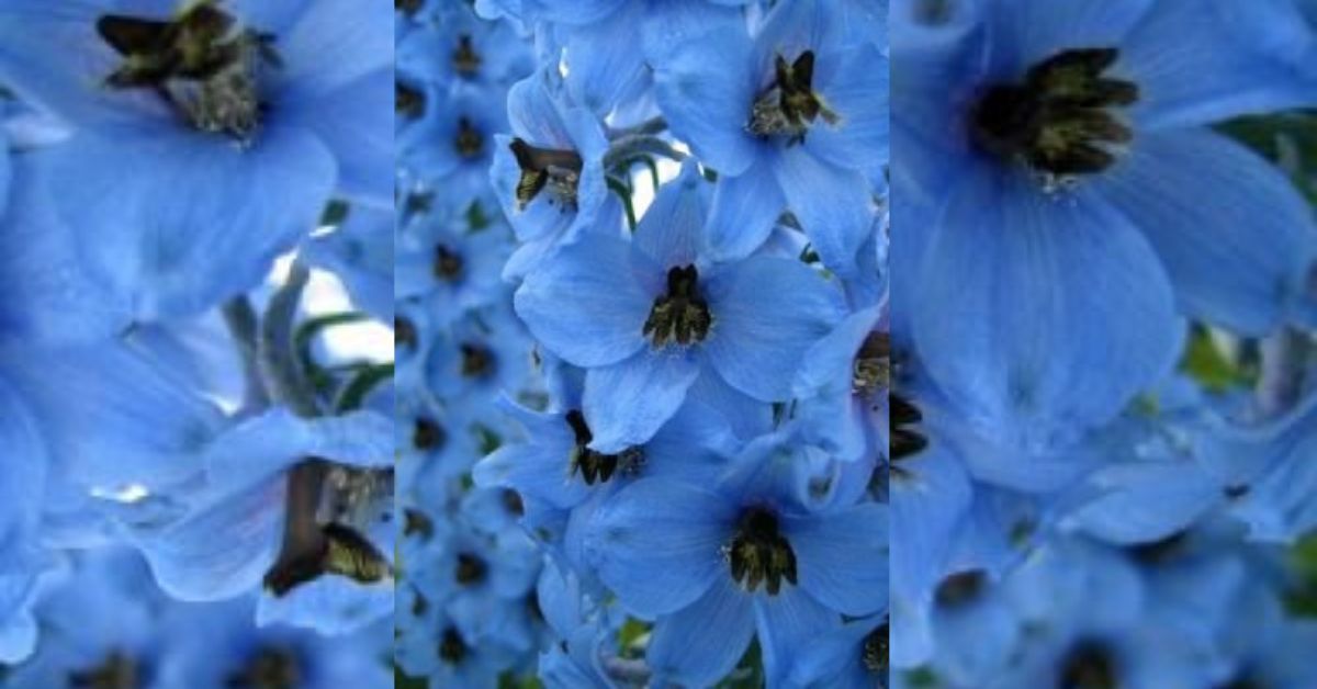 'Blue Lagoon' Verbascum July plants - https://organicgardeningeek.com