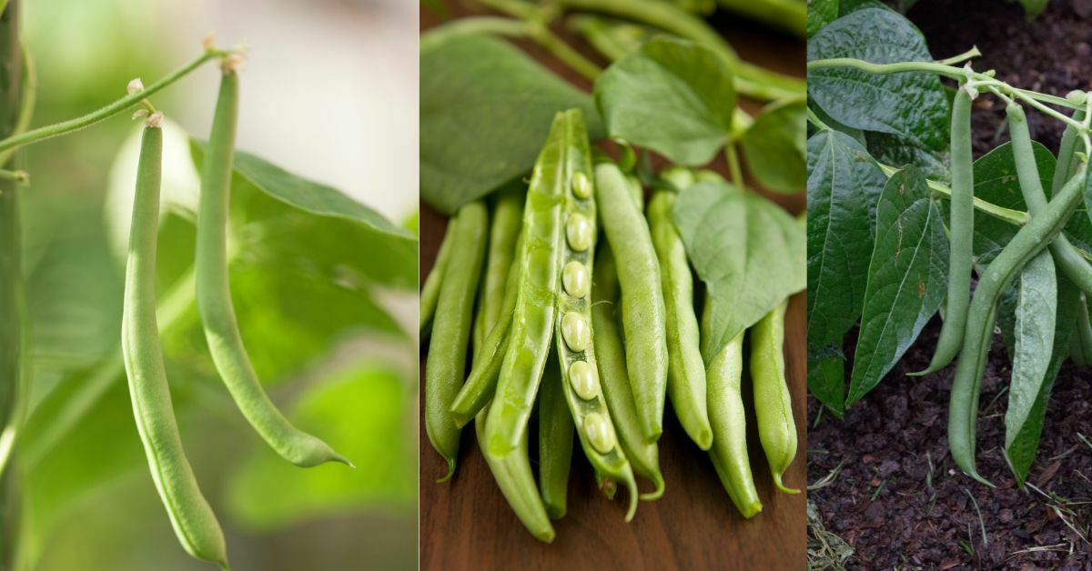 Bush Beans - vegetables to grow in july https://organicgardeningeek.com