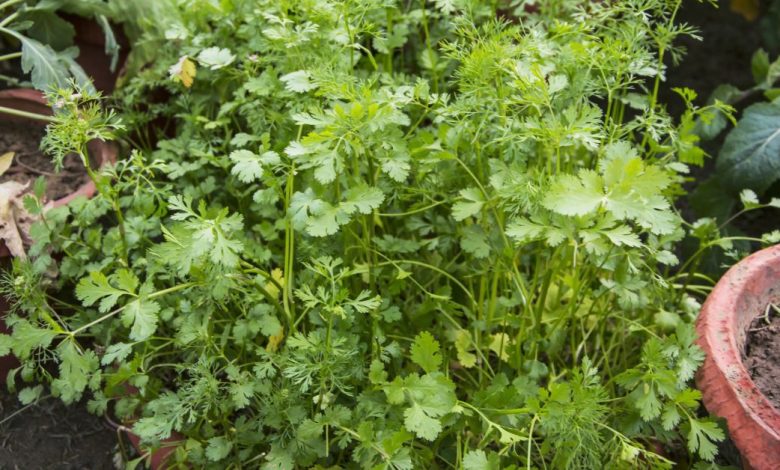 How to grow coriander indoors https://organicgardeningeek.com