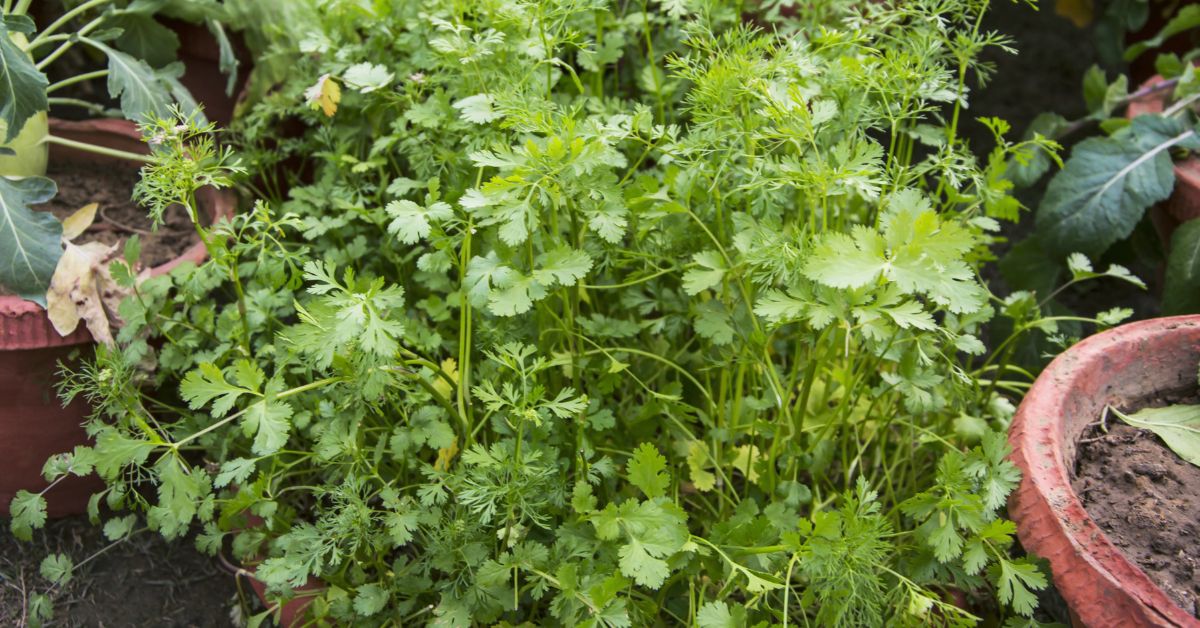 How to grow coriander indoors https://organicgardeningeek.com