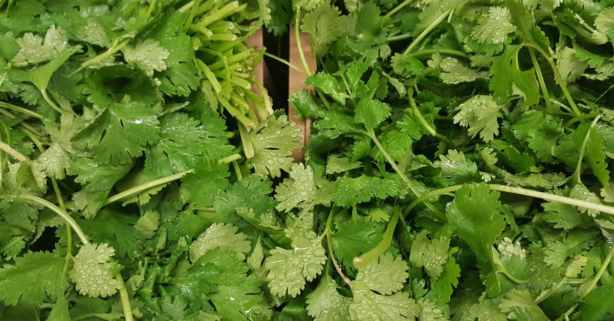 How To Grow Cilantro Indoors (Coriander) To Have All-Season-Fresh Herb Garden https://organicgardeningeek.com
