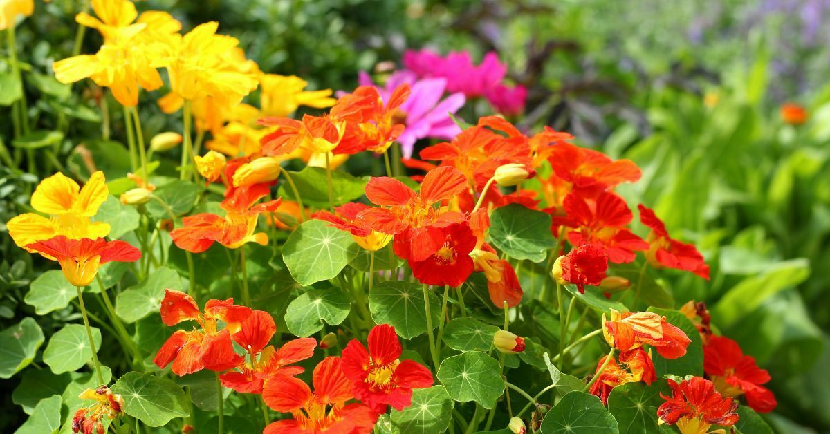 Read more about the article The Secrets To Growing And Caring For Nasturtiums (Tropaeolum)