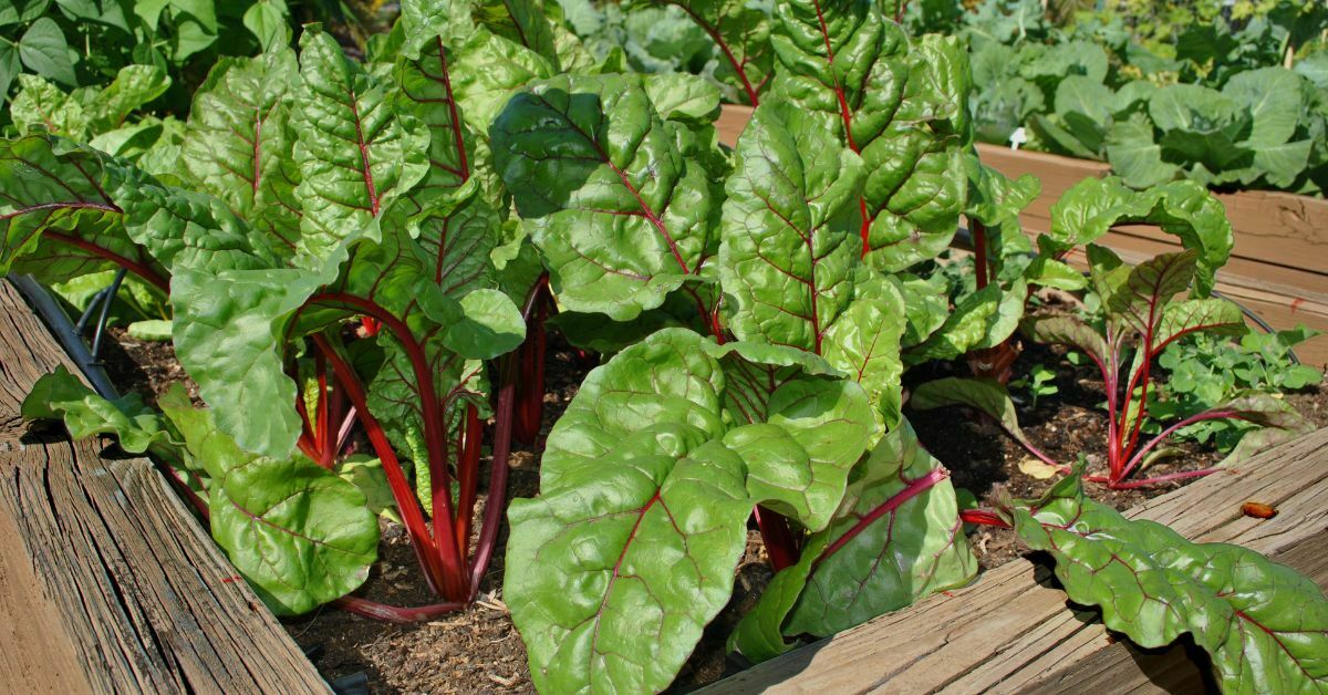 what can you still plant in July - Swiss Chard https://organicgardeningeek.com