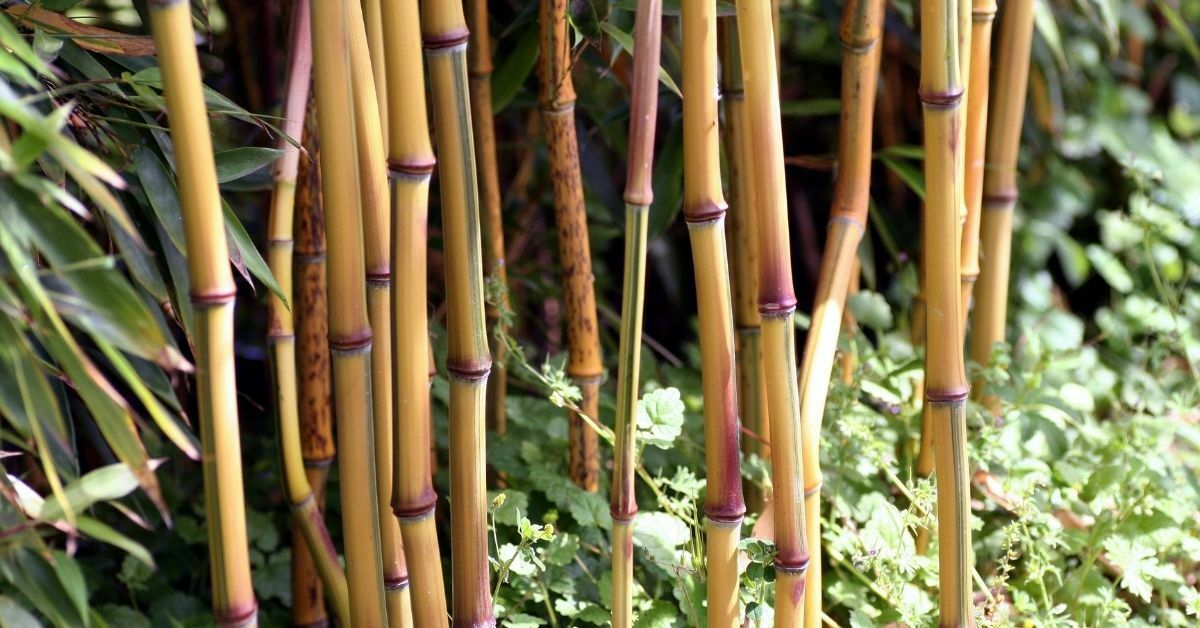 Read more about the article Installing Bamboo Rhizome Barriers & Bamboo Removal