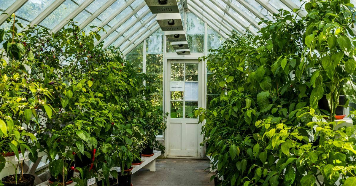 Read more about the article 14 Awesome Reasons to Build Or Buy a Greenhouse Today