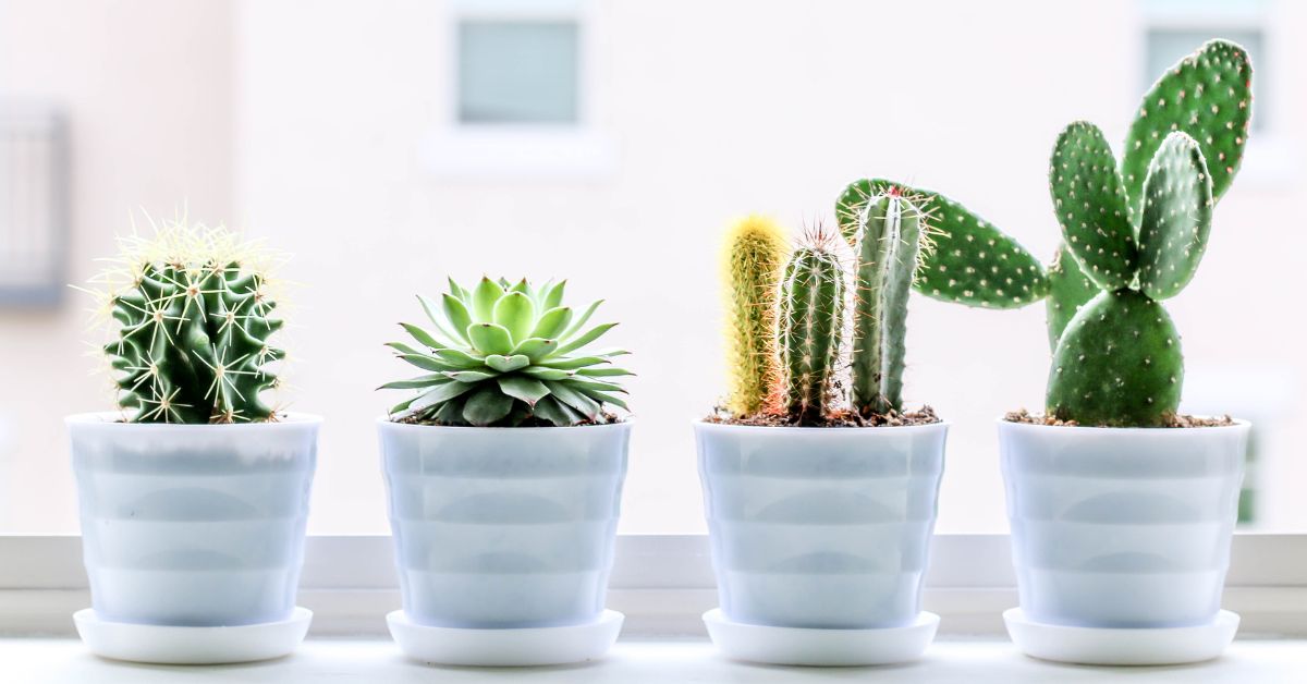 Cactus Gardening (Xeriscape Gardening) - https://organicgardeningeek.com