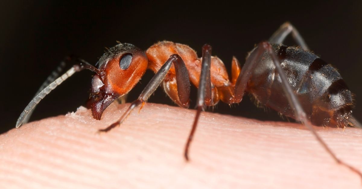 Carpenter Ant Bite Effects https://organicgardeningeek.com