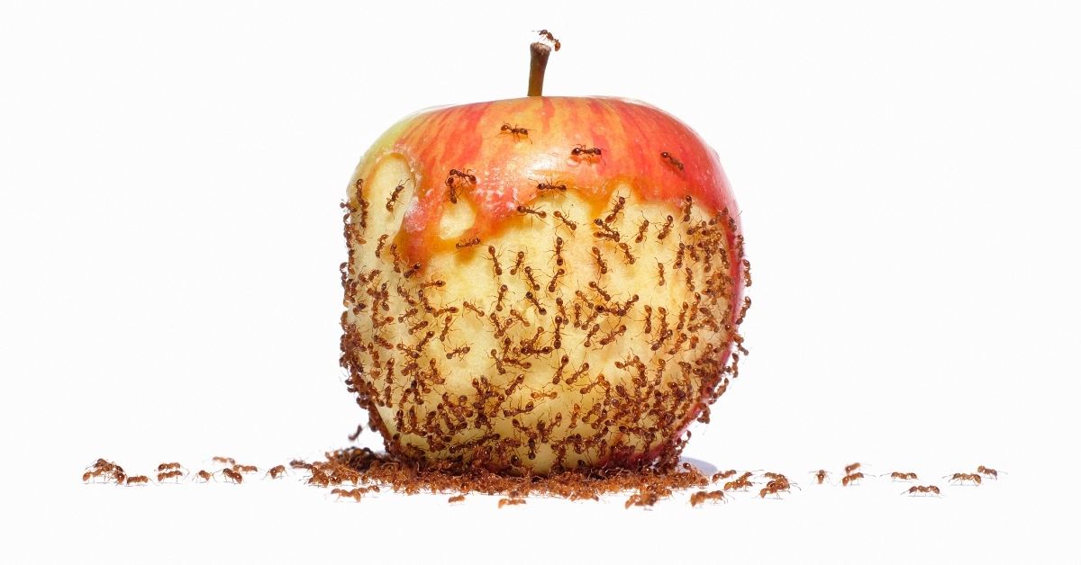 What do carpenter ants eat? https://organicgardeningeek.com