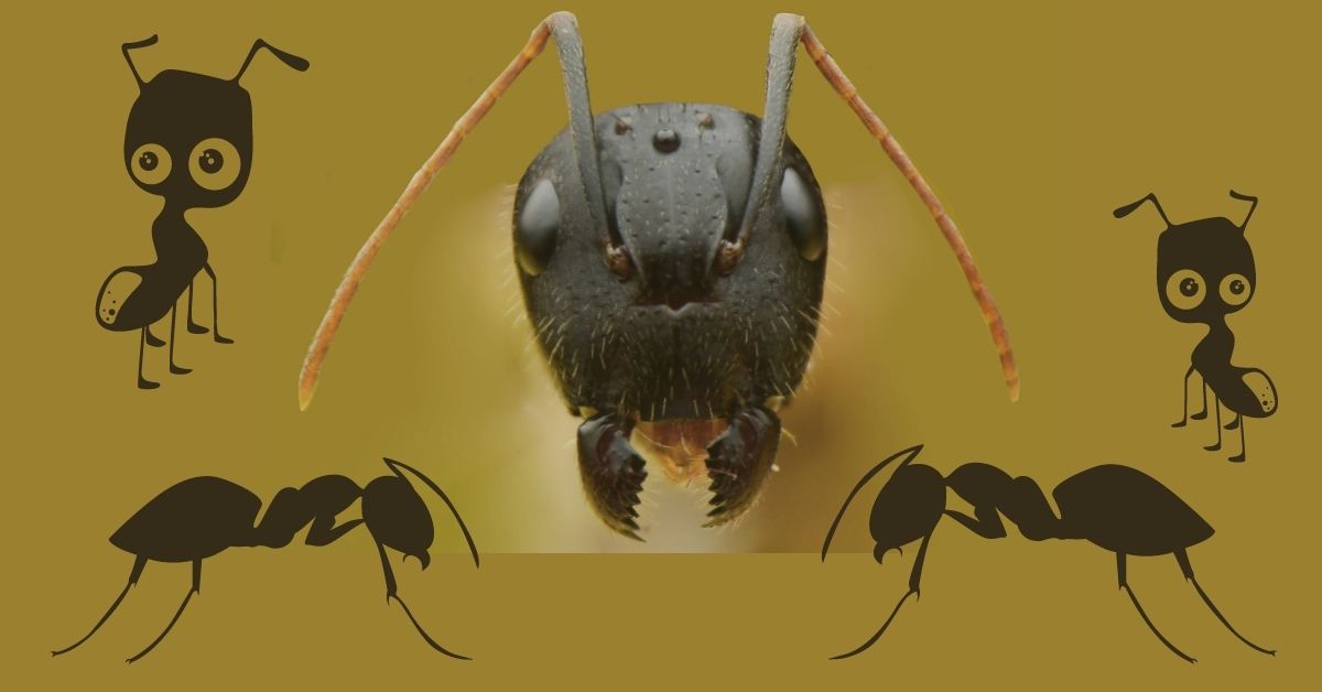 How To Get Rid Of Carpenter Ants https://organicgardeningeek.com