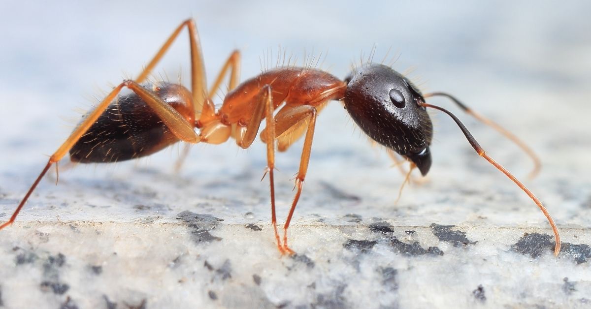 What Do Carpenter Ants Look Like? https://organicgardeningeek.com