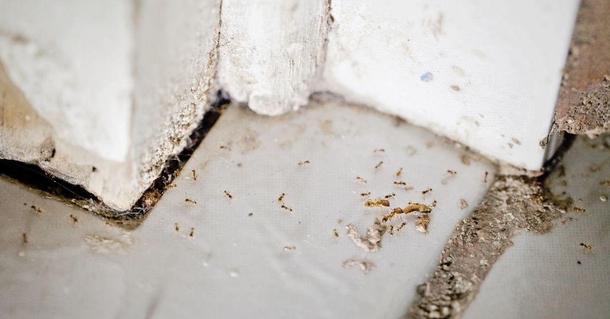 Signs Of Carpenter Ants In Houses https://organicgardeningeek.com