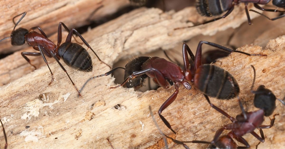 Is There Any Natural Carpenter Ant Pesticide? https://organicgardeningeek.com