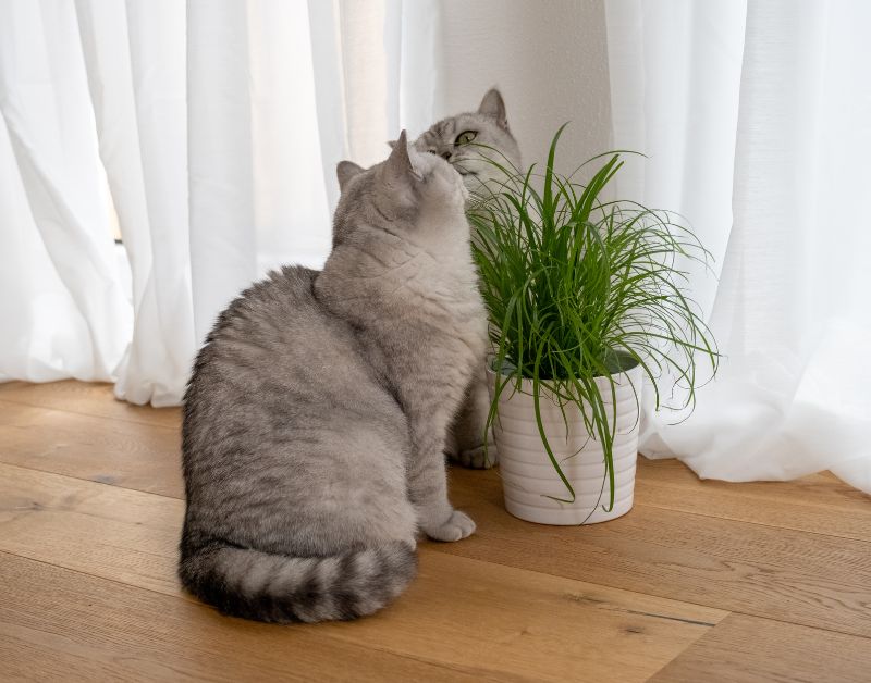 How to keep cats out of potted plants? https://organicgardeningeek.com cat grass
