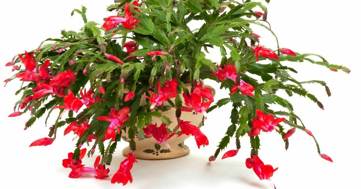 Read more about the article How to Grow a Bigger Christmas Cactus (Schlumbergera russelliana)
