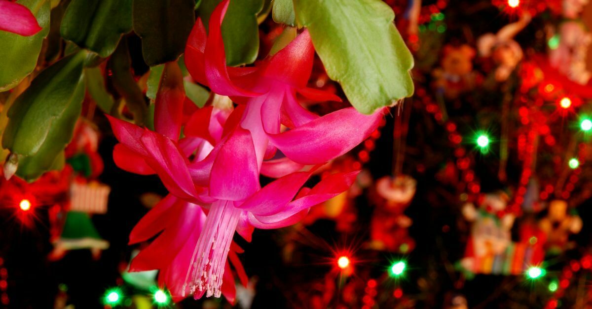 (Schlumbergera russelliana) Christmass cactus growing guide https://organcigardeningeek.com
