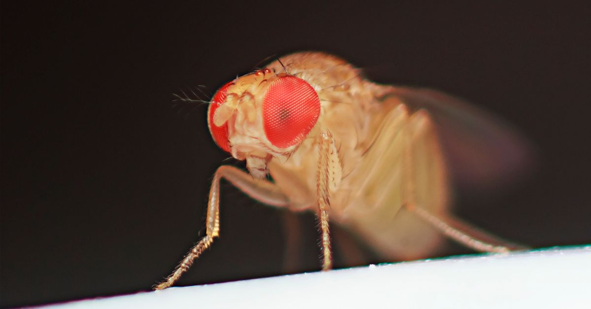 fruitfly - how to control fruit flies at home in the kitchen - https://organicgardeningeek.com