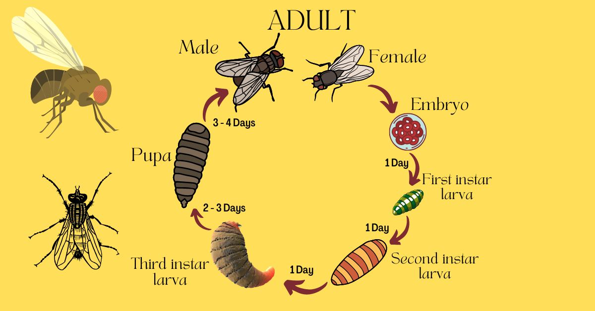 Fruit flies life cycle infographic new https://organicgardeningeek.com
