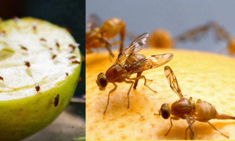 How to get rid of fruit flies at home https://organicgardeningeek.com